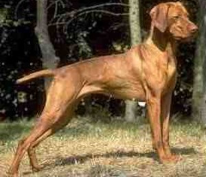 BRAC MAGHIAR CU PAR SCURT